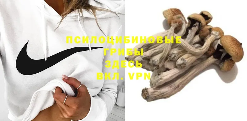 Псилоцибиновые грибы Cubensis  omg как войти  Арск 